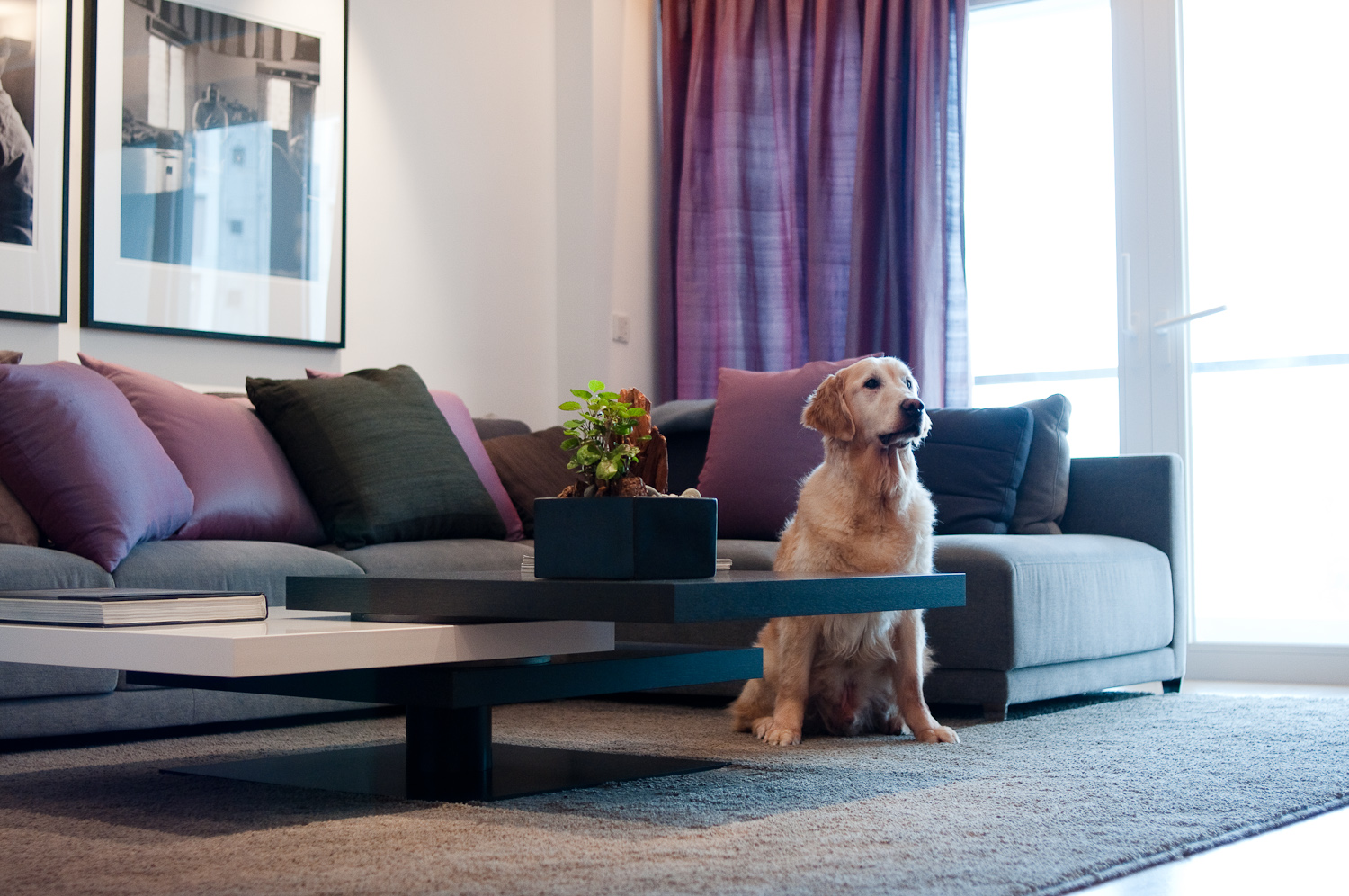 lui design associates interior designers hong kong condo apartment suite wood modern living clean simple wood lighting interior villa china hotel  dog